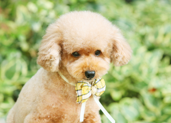 愛犬が亡くなったときにやることと手続きについて